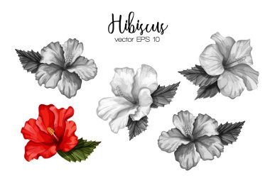 Tek renkli vektör gerçekçi hibiscus çiçek yaprakları