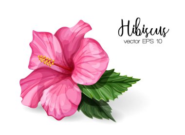 Vektör gerçekçi hibiscus çiçek pembe bırakır