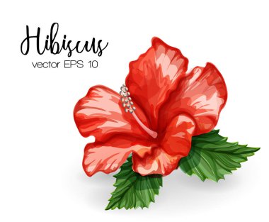 Vektör gerçekçi hibiscus çiçek kırmızı yaprakları