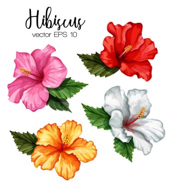 Vektör gerçekçi hibiscus çiçek yaprakları set