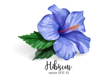 Vektör gerçekçi hibiscus çiçek mavi yaprakları