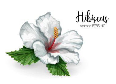 Vektör gerçekçi hibiscus çiçek Beyaz yaprakları