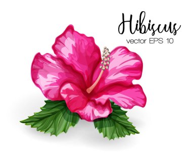 Vektör gerçekçi hibiscus çiçek pembe bırakır