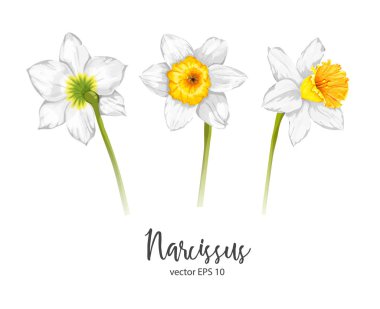 Vector daffodil, narcissus flower set clipart