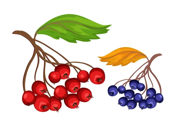 Vector sketcn rowanberry en blauwe bes — Stockvector