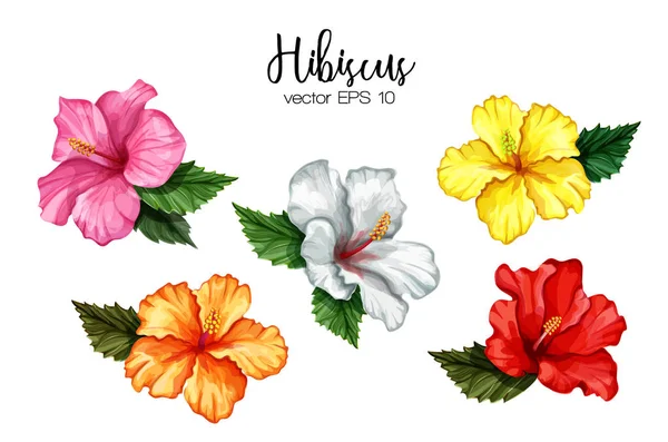 Vector realistische hibiscus bloem bladeren set — Stockvector