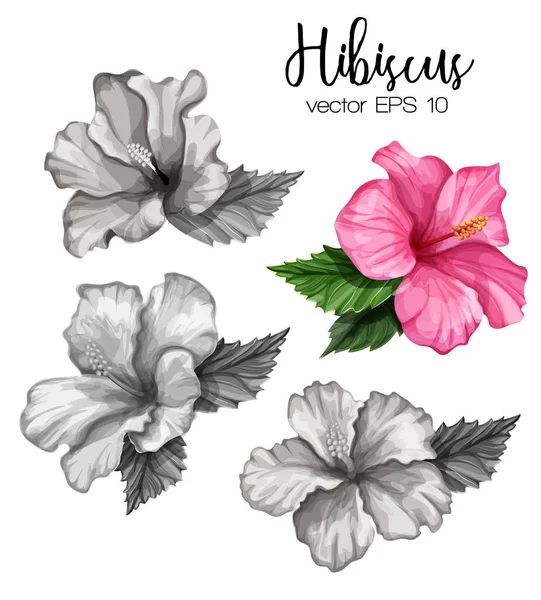 Vector realistische hibiscus bloem laat monochroom — Stockvector