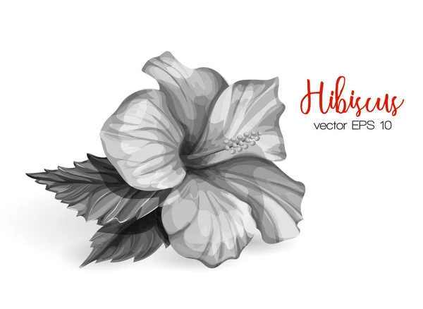 Vector realistische hibiscus bloem laat monochroom — Stockvector