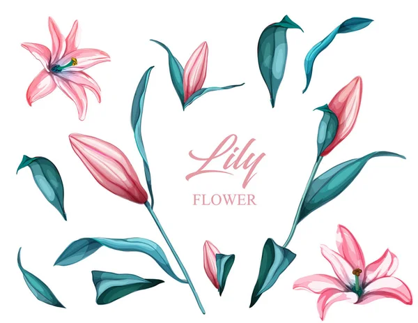 Vector realistiska rosa lily blossom lämnar stammen set — Stock vektor