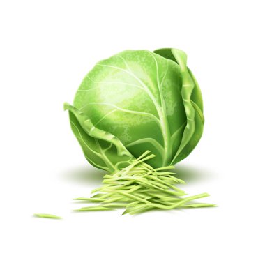 Vector realistic cabbage vegetable clipart