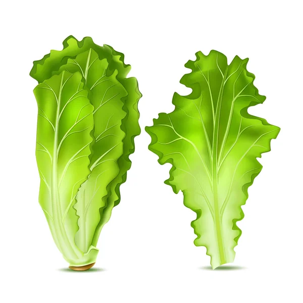 Vektor reális saláta saláta levelek — Stock Vector