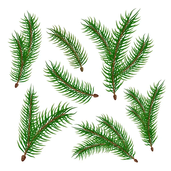 Vector realistic spruce fir tree branches set — Stock Vector