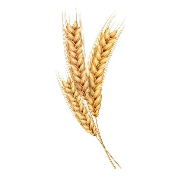 Vektör buğday taneleri ile gerçekçi spikelets kulaklar — Stok Vektör