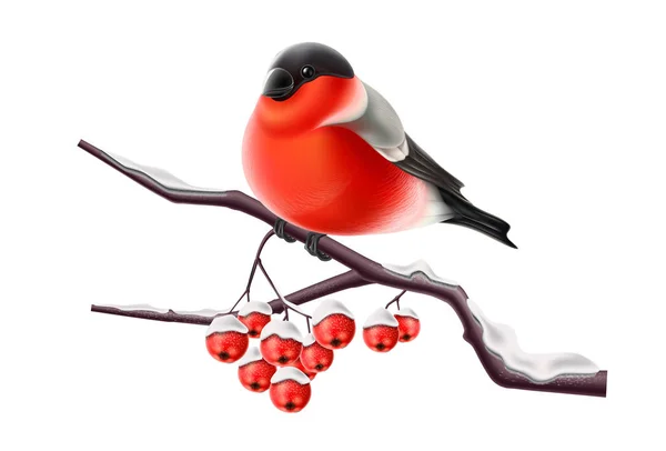 向量现实布尔芬奇鸟在分行圣诞节 — 图库矢量图片