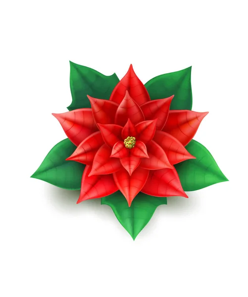 Vector realistische poinsettia flower rode sterren xmas — Stockvector