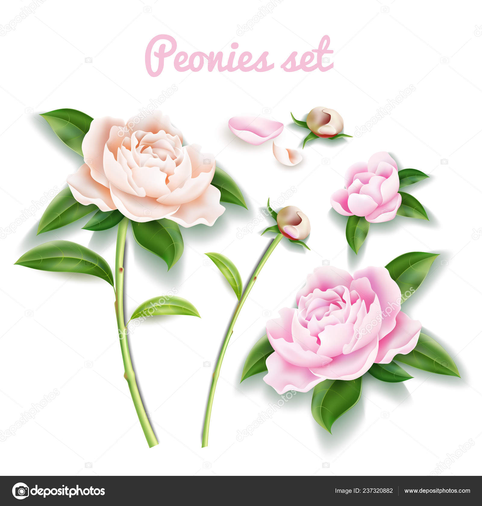ベクトルの牡丹の花のセットです 芽 花葉花びら ストックベクター C Irinabelokrylova