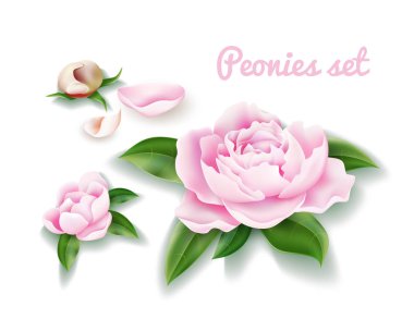 Vektör Şakayık Çiçeği set. Tomurcukları, çiçeği yaprağı petal