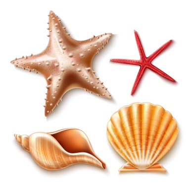 Vektör gerçekçi 3d deniz kabuğu, deniz yıldızı seti
