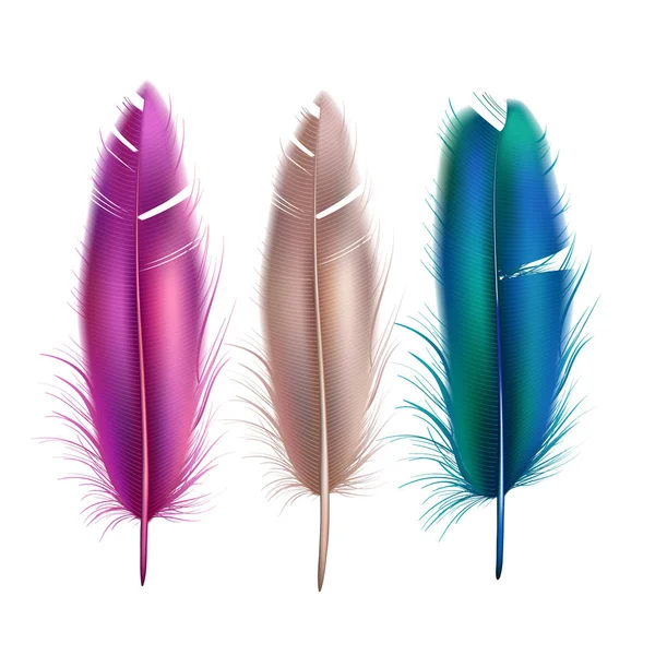Vettore realistico pavone pavone colore piuma set — Vettoriale Stock