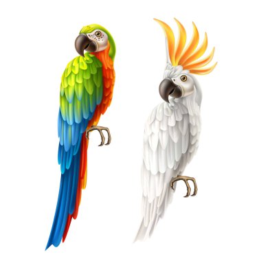 vektör gerçekçi papağan macaw ve kakadu seti