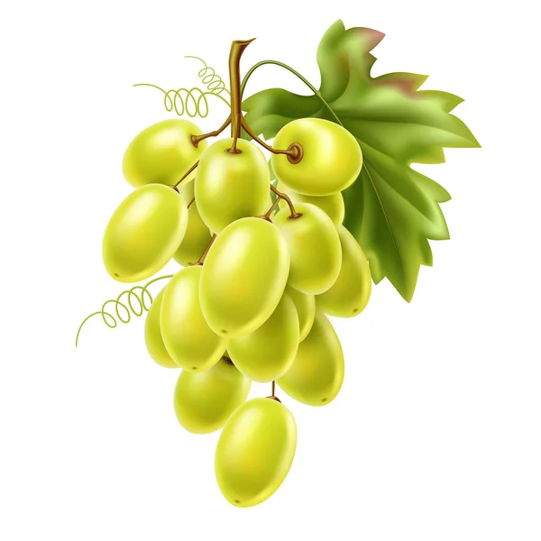 Vector cacho de uva vermelha com baga madura e folha — Vetor de Stock