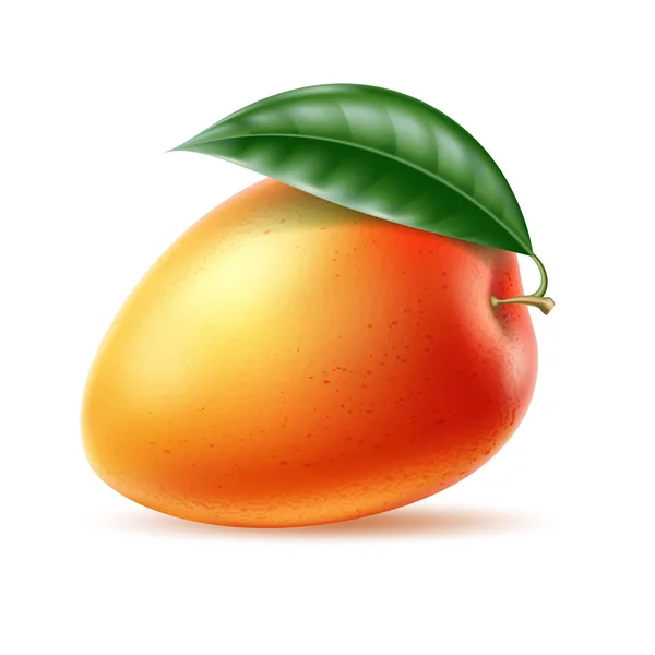 Vector realista fruta madura de mango con hoja — Vector de stock