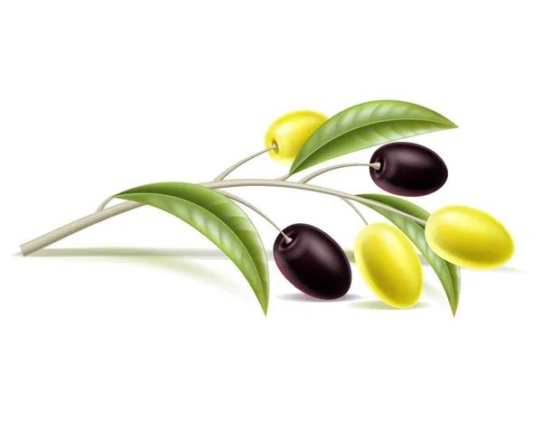 Yaprak, berry ile Vektör gerçekçi zeytin dalı — Stok Vektör