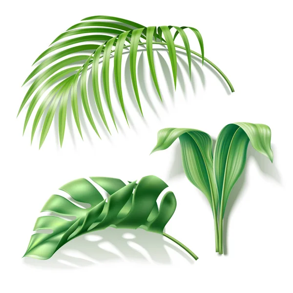 Vector tropical leaves realistic monstera palm set — Stock Vector