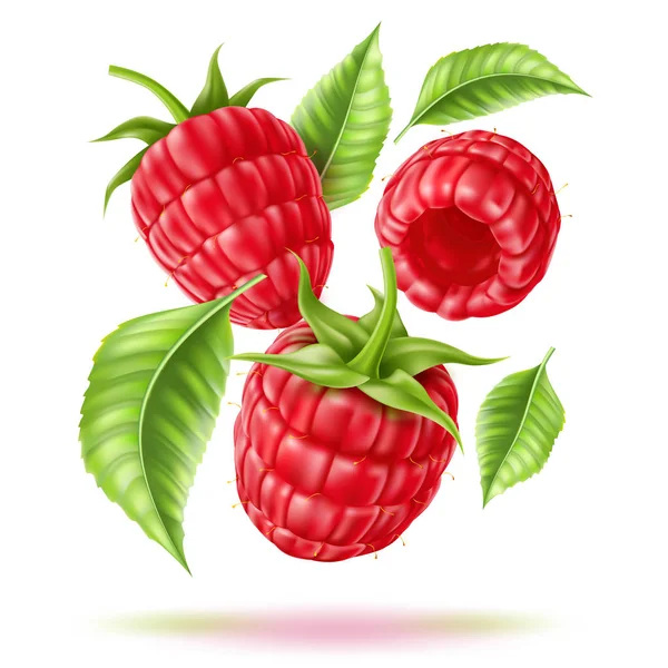 Framboesa realista vetor suculento fruta em movimento —  Vetores de Stock