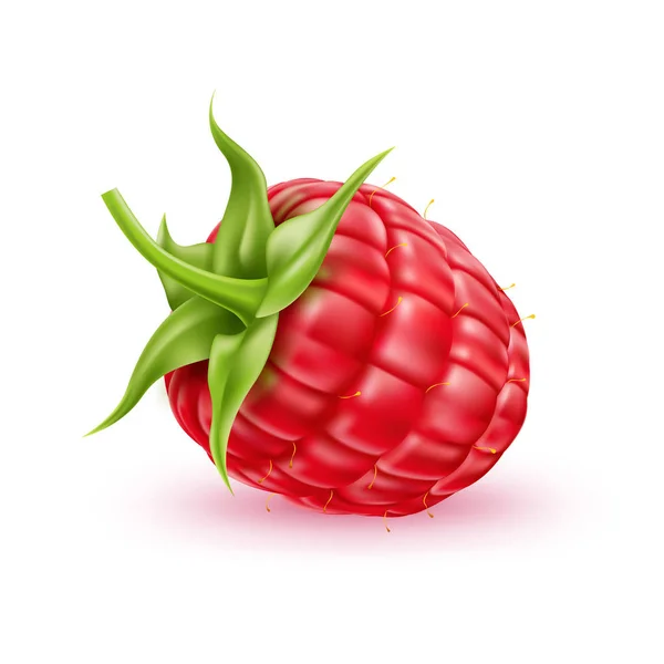 Vector realista fruta roja de frambuesa fresca a — Vector de stock