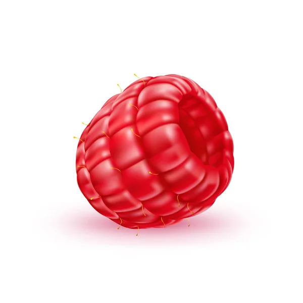 ベクトル現実的な新鮮なラズベリー赤い果実 — ストックベクタ