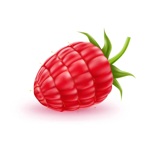 Vector realista fruta roja de frambuesa fresca a — Vector de stock