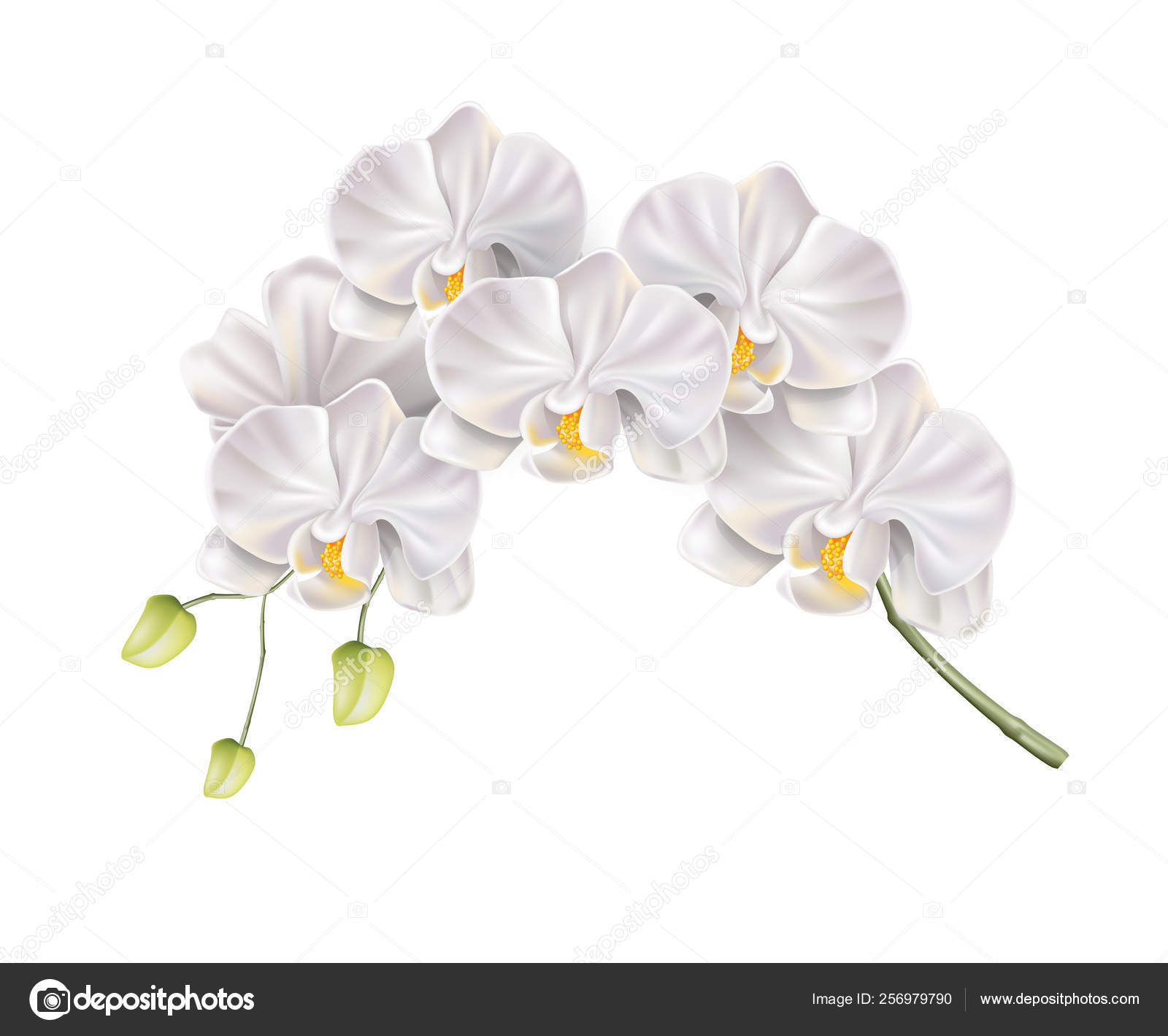 Vector 3d blanco orquídea flor diseño realista Vector de stock #256979790 de  ©IrinaBelokrylova, image size:1600x1419