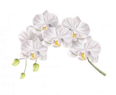 Vektör 3d beyaz orkide çiçek gerçekçi tasarım