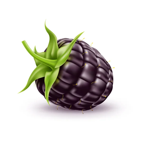 Wektor realistyczne świeże owoce BlackBerry Bramble a — Wektor stockowy