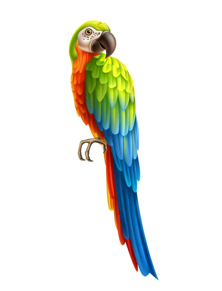 矢量逼真的彩色鹦鹉鸟3d金刚鹦鹉 — 图库矢量图片