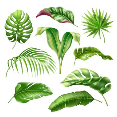 Vektör tropikal yaprakları gerçekçi monstera palmiye seti