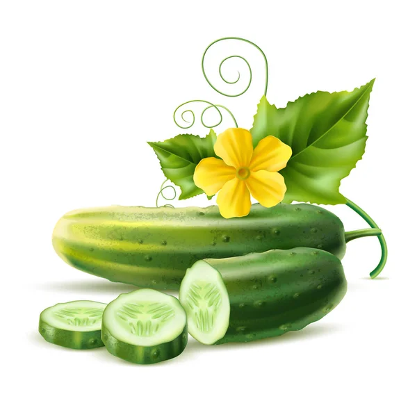 Vector realista pepino verde acarreo flor de la hoja — Vector de stock