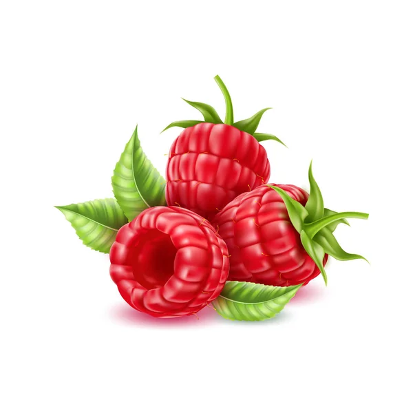 Vector realista fruta jugosa de frambuesa con hojas — Vector de stock