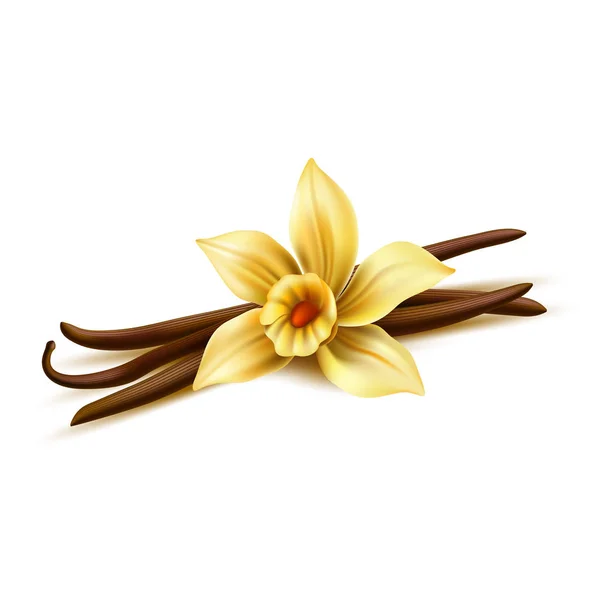 Vetor realista baunilha flor pau de feijão seco — Vetor de Stock