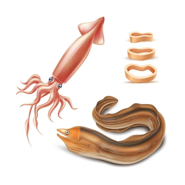 Vetor animal realista, lula marinha molusco 3d —  Vetores de Stock
