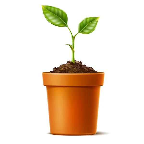 Vector 3d green seedling grows in soil ceramic pot — Stock Vector