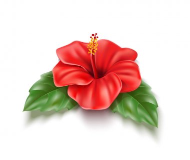 Vektör kırmızı hibiscus gerçekçi tropikal çiçek yaprağı