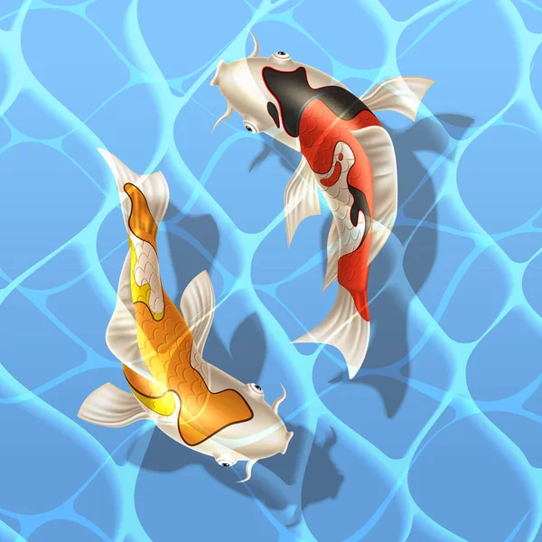 Vector koi carpas realistas peces símbolo oriental — Vector de stock