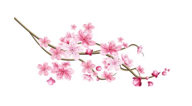 Vektör gerçekçi sakura ağaç dalı pembe taç yaprağı ile