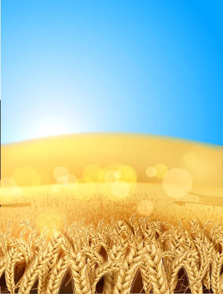 Vektor realistik gandum gandum hitam tanaman lapangan langit biru - Stok Vektor