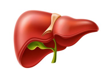 Vektör insan karaciğer anatomisi yapısı 3D simgesi