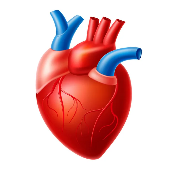 Wektor realistyczny organ pompy krwi serca z żyłami — Wektor stockowy