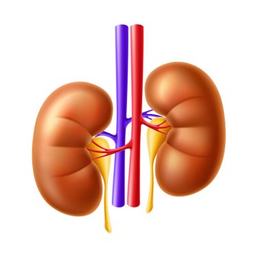 Vektör insan böbrek anatomisi yapısı 3D simgesi