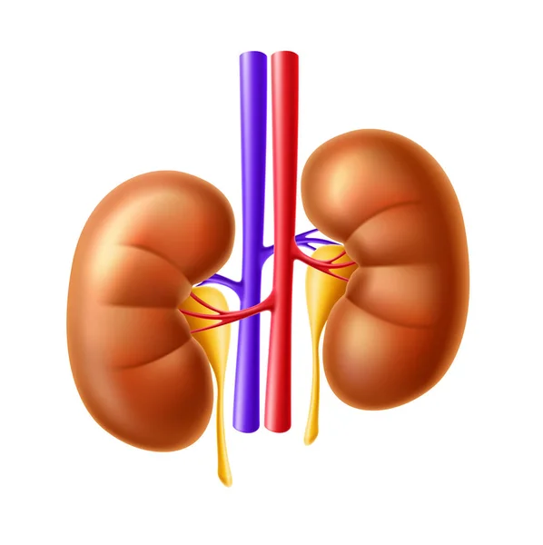 ベクターヒト腎臓構造3Dアイコン — ストックベクタ